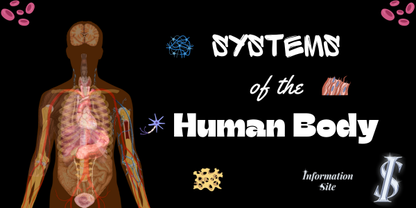 Systems of the Human Body