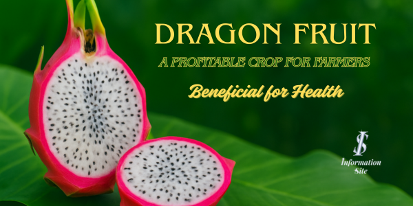 Dragon fruit advantages